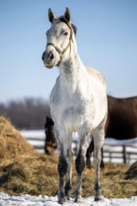 horse, white, animal, nature, hay, farm, straw
